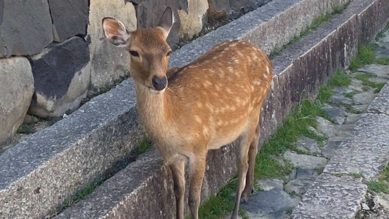 pic