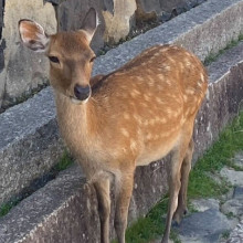 pic