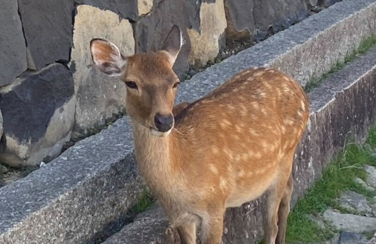 pic